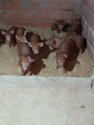 Vând purcei, rasa duroc,  - imagine 2 Vând purcei, rasa duroc,  - imagine 2