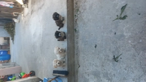 Catei pentru persoanele care ai țin an casa 