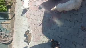 Catei pentru persoanele care ai țin an casa  - imagine 3