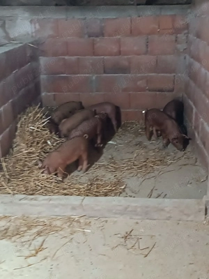 Vând purcei, rasa duroc,  - imagine 3 Vând purcei, rasa duroc,  - imagine 3