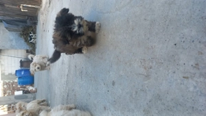 Catei pentru persoanele care ai țin an casa  - imagine 4