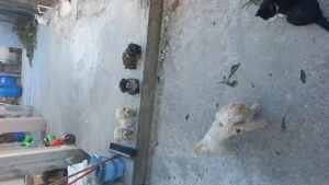 Catei pentru persoanele care ai țin an casa  - imagine 2