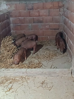 Vând purcei, rasa duroc,  - imagine 4 Vând purcei, rasa duroc,  - imagine 4