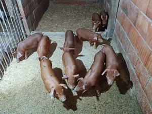 Vând purcei, rasa duroc, 