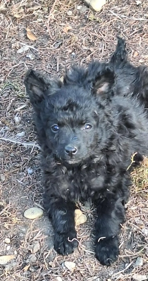 Căței Mudi păstoresc(de turnat)