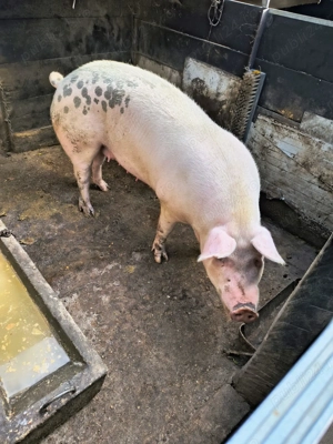 Schimb sau vând  - imagine 3