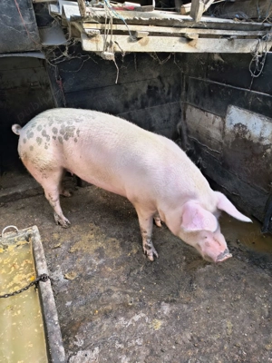 Schimb sau vând  - imagine 2