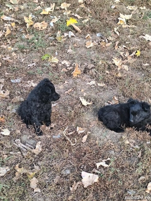 Căței Mudi păstoresc(de turnat) - imagine 2