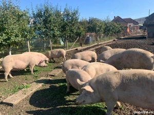 Vând Porci carne crescuți liberi  rasa Pik  - imagine 3