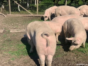 Vând Porci de carne crescuți liberi de la 100 la 280 kg - imagine 2