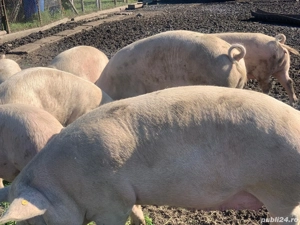 Vând Porci carne crescuți liberi  rasa Pik 