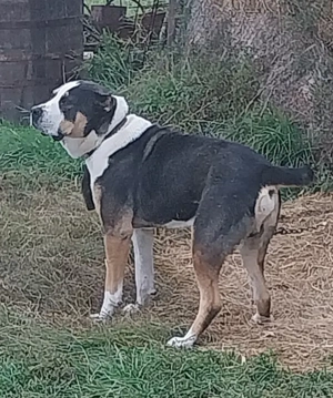 Vand ciobănesc de asia centrala - imagine 4 Vand ciobănesc de asia centrala - imagine 4