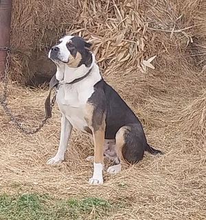 Vand ciobănesc de asia centrala - imagine 2 Vand ciobănesc de asia centrala - imagine 2