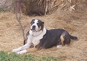 Vand ciobănesc de asia centrala - imagine 3 Vand ciobănesc de asia centrala - imagine 3