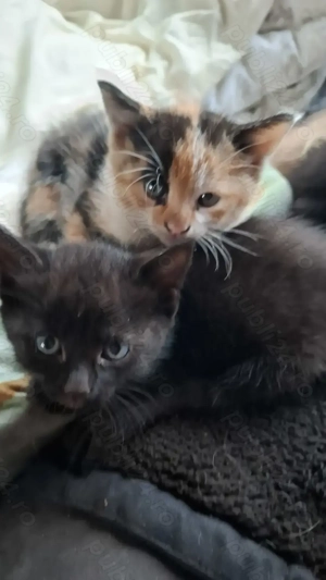 Donez pisici - imagine 3