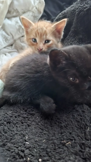 Donez pisici - imagine 2