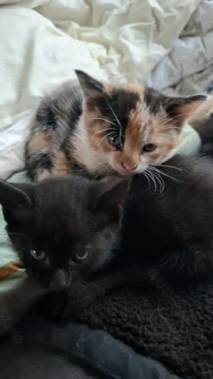 Donez pisici - imagine 4