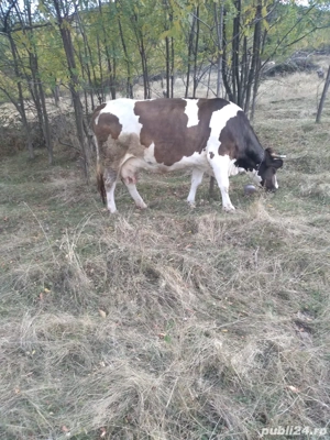 vand vaca baltata romaneasca  - imagine 3