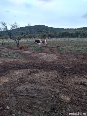 vand vaca baltata romaneasca 