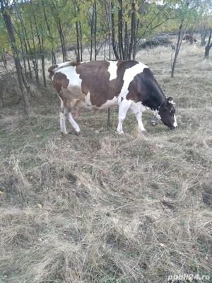 vand vaca baltata romaneasca  - imagine 2