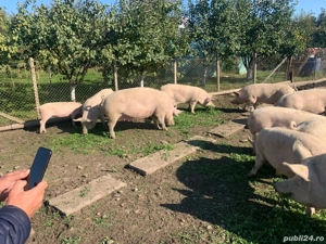 Vând Porci carne crescuți liberi  rasa Pik  - imagine 4