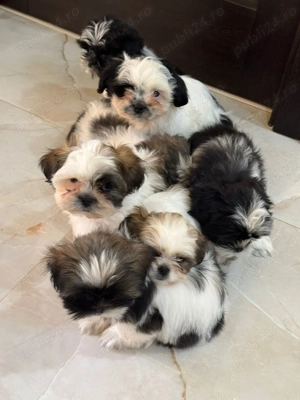 Catelusi Shih Tzu