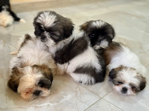 Catelusi Shih Tzu - imagine 2 Catelusi Shih Tzu - imagine 2