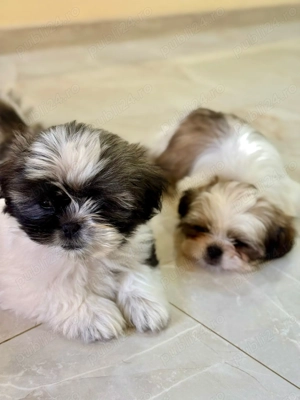 Catelusi Shih Tzu - imagine 5 Catelusi Shih Tzu - imagine 5