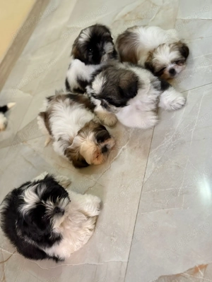 Catelusi Shih Tzu - imagine 3 Catelusi Shih Tzu - imagine 3