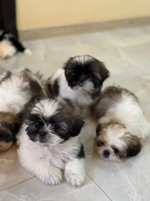 Catelusi Shih Tzu - imagine 4 Catelusi Shih Tzu - imagine 4