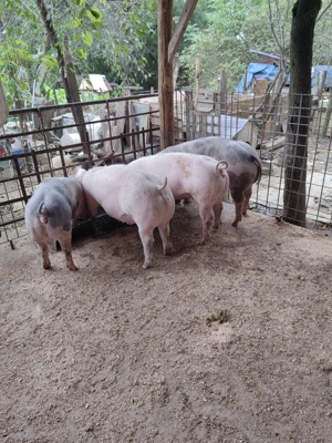 Rezervari pentru Craciun ! Mai avem o bucata !  - imagine 2