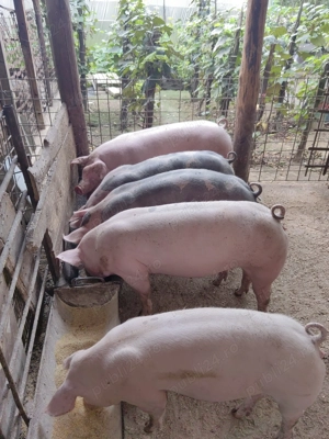 Rezervari pentru Craciun ! Mai avem o bucata ! 