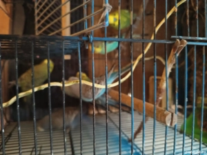 de vanzare peruei - imagine 3