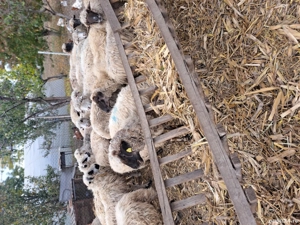 vind 21 de oi reforme țurcane 270 lei buc neg.