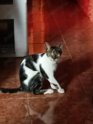 Pisicuță pentru adopție 