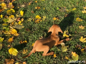 pui de Viszla Maghiara