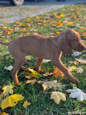 pui de Viszla Maghiara - imagine 2