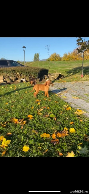 pui de Viszla Maghiara - imagine 5