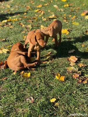 pui de Viszla Maghiara - imagine 4