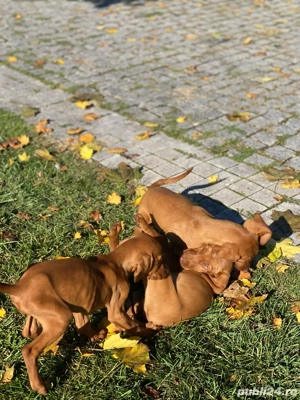 pui de Viszla Maghiara - imagine 3