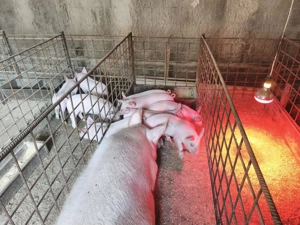 Porci si purcei de vanzare-  - imagine 2