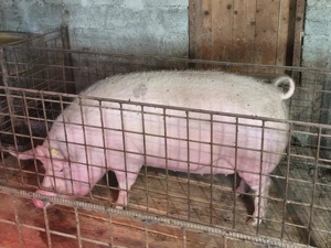 Porci si purcei de vanzare-  - imagine 3