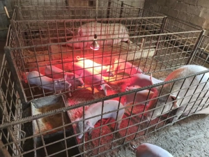 Porci si purcei de vanzare-  - imagine 4