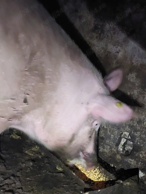 Vand Porc de Craciun  - imagine 4