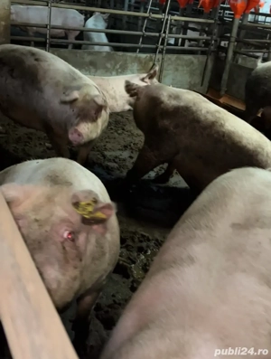 Vand porci  - imagine 3