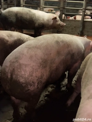 Vand porci  - imagine 2