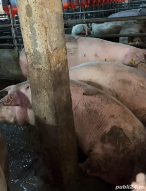 Vand porci  - imagine 4