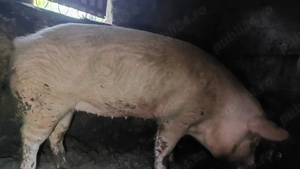 Vand Porc de Craciun  - imagine 5