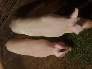 Porci Grași - imagine 3