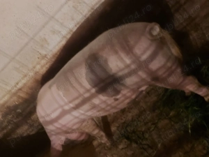 Porci Grași - imagine 2